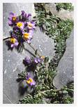 Linaria alpina * Alpine Toadflax - Monte Perdido, Pyrenees - July 1986 * 3893 x 5489 * (8.7MB)